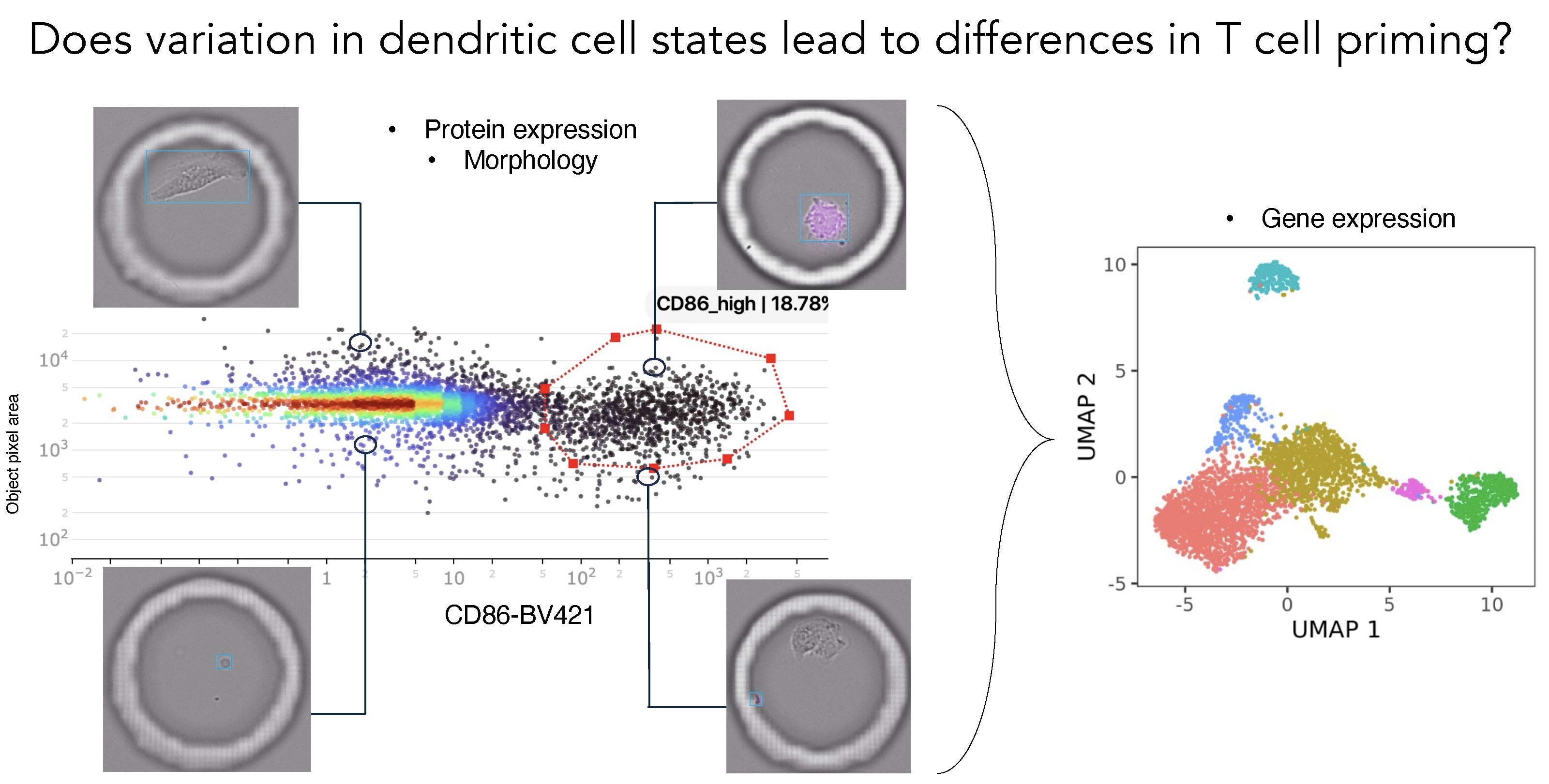 Decoding Immune Cell Interactions: Dr. Matt Spitzer's Approach to